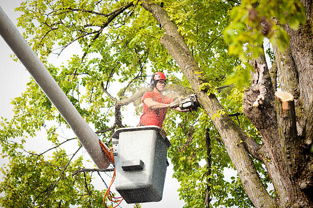 Best Seasonal Cleanup (Spring/Fall)  in Cresco, IA